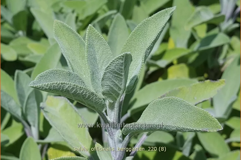 Salvia officinalis 'Berggarten'