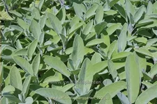 Salvia officinalis 'Berggarten'