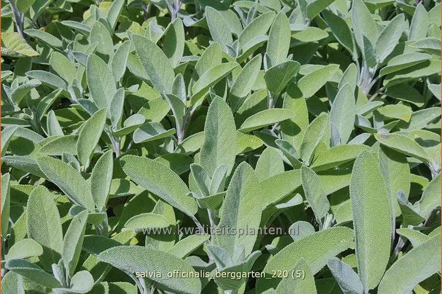 Salvia officinalis 'Berggarten'