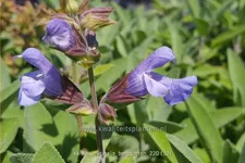Salvia officinalis 'Berggarten'