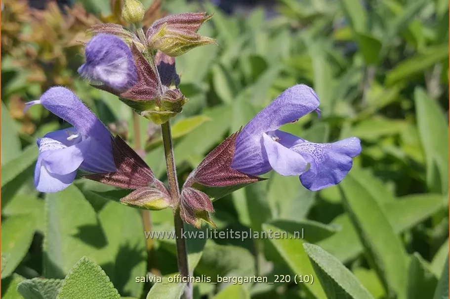 Salvia officinalis 'Berggarten'