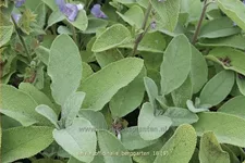Salvia officinalis 'Berggarten'