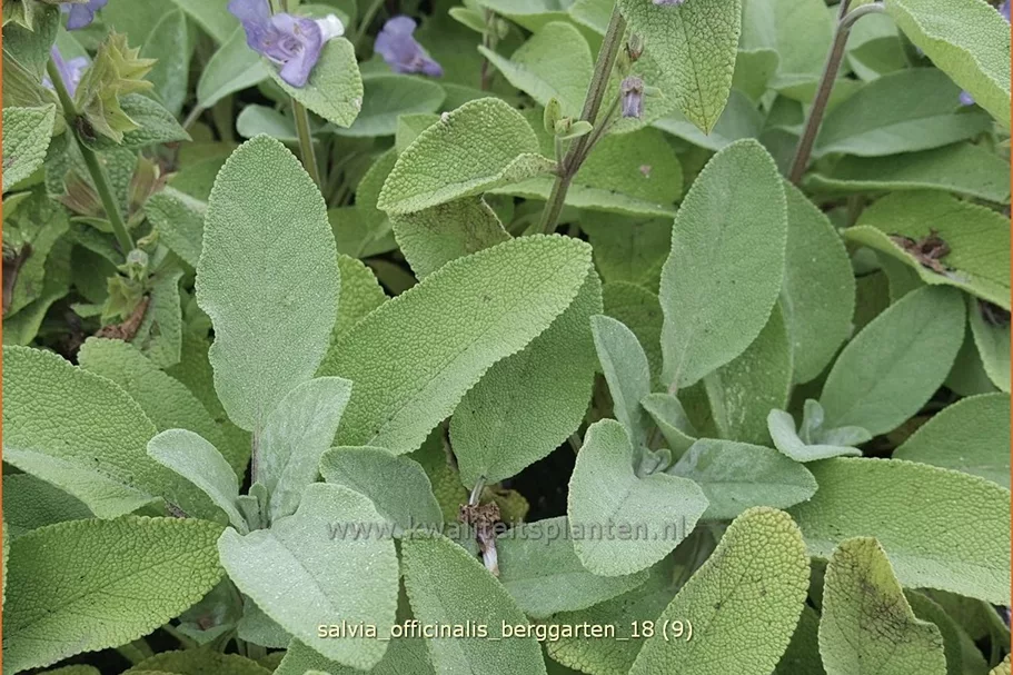 Salvia officinalis 'Berggarten'