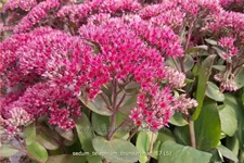 Sedum telephium 'Thunderhead'