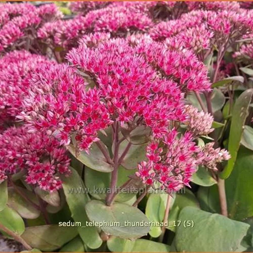 Sedum telephium 'Thunderhead'