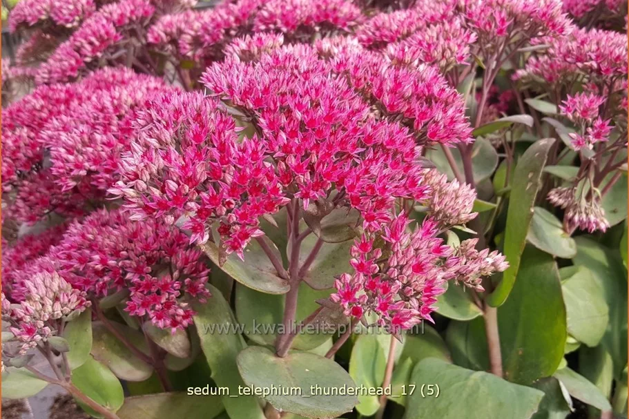 Sedum telephium 'Thunderhead'