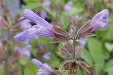 Salvia officinalis 'Berggarten'