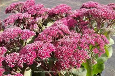 Sedum telephium 'Thunderhead'