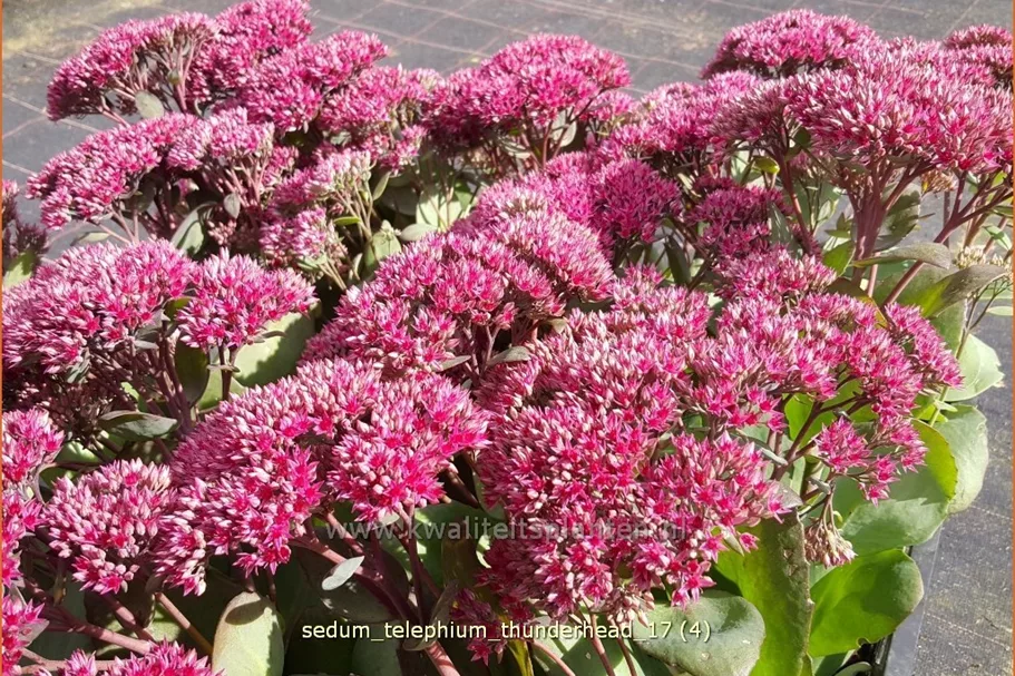 Sedum telephium 'Thunderhead'