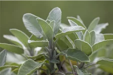 Salvia officinalis 'Berggarten'