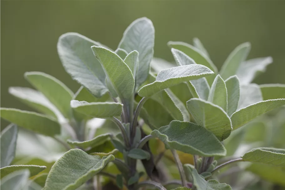 Salvia officinalis 'Berggarten'