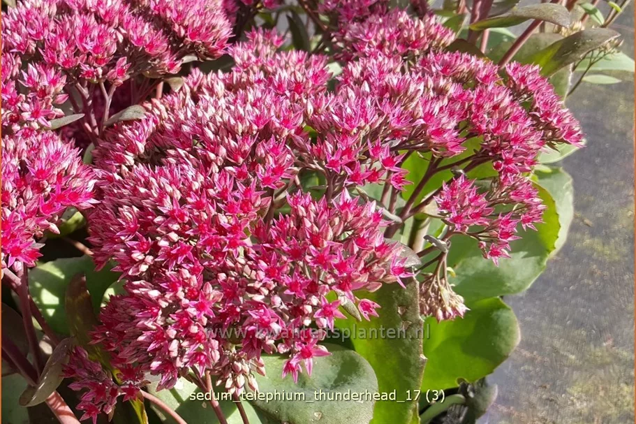 Sedum telephium 'Thunderhead'