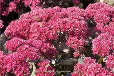 Sedum telephium 'Thunderhead'