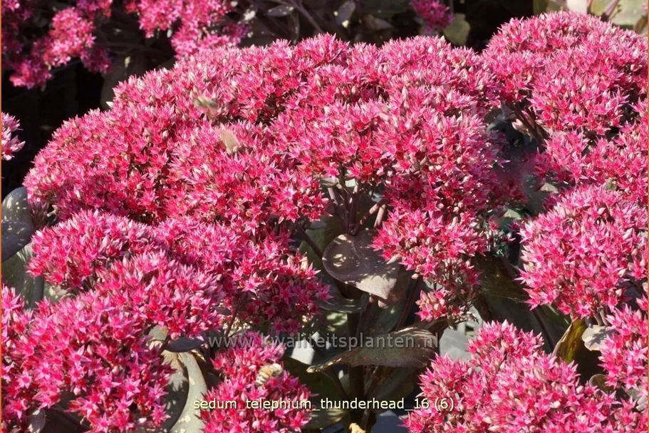 Sedum telephium 'Thunderhead'
