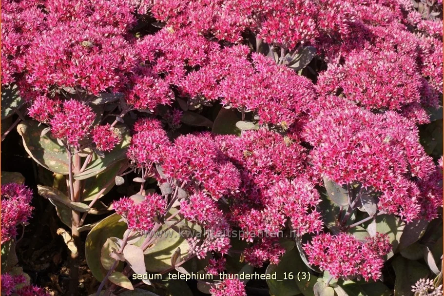 Sedum telephium 'Thunderhead'
