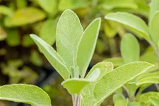 Salvia officinalis 'Berggarten'