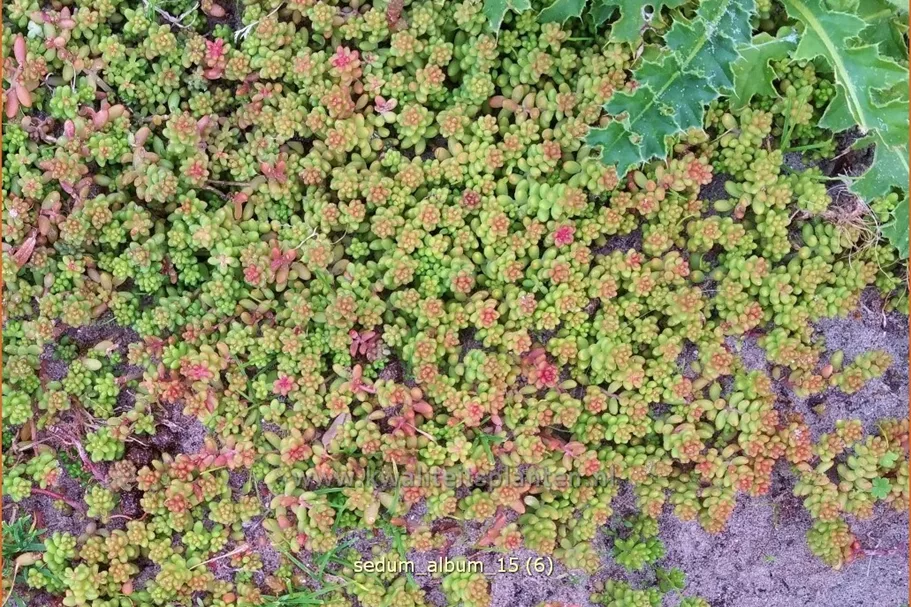 Sedum album