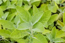 Salvia officinalis 'Berggarten'