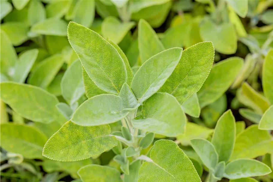 Salvia officinalis 'Berggarten'