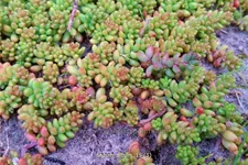 Sedum album