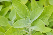 Salvia officinalis 'Berggarten'