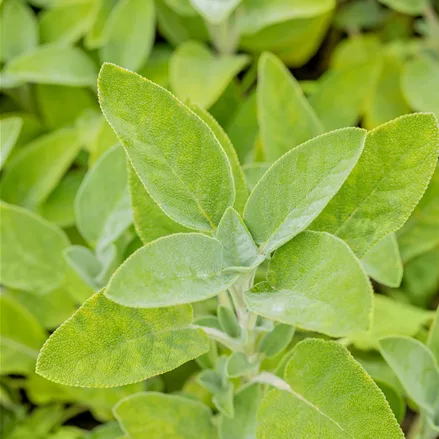 Salvia officinalis 'Berggarten'