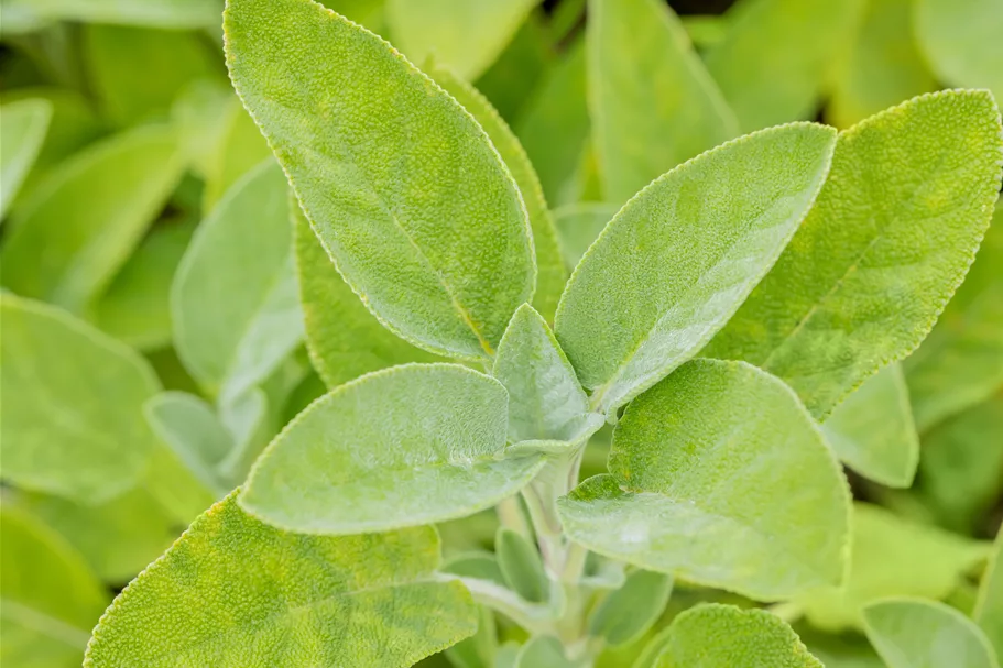 Salvia officinalis 'Berggarten'
