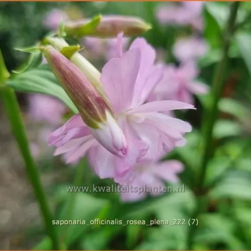 Saponaria officinalis 'Rosea Plena'