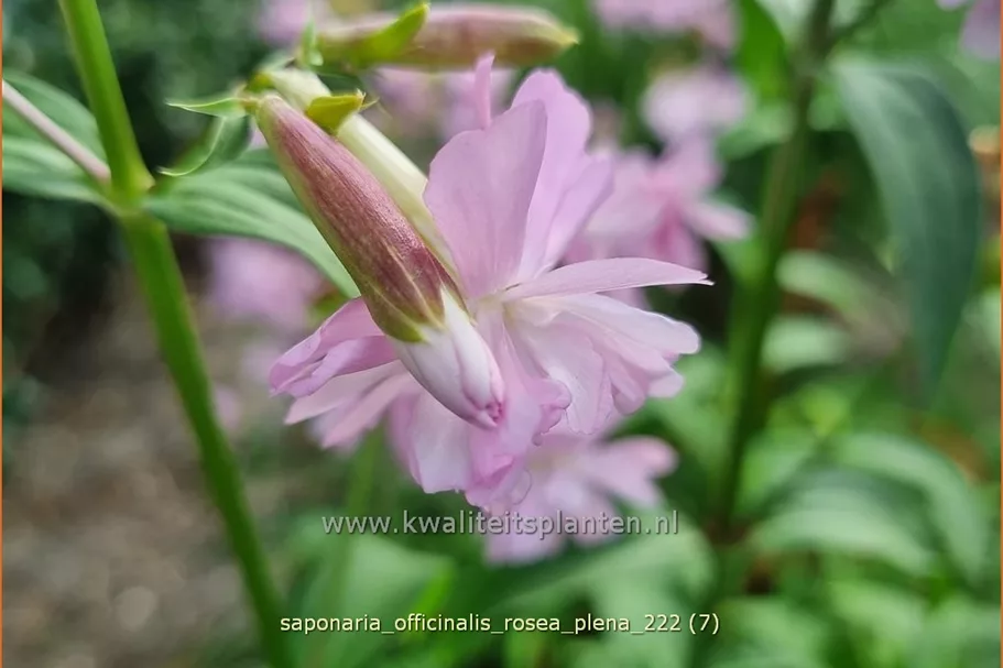 Saponaria officinalis 'Rosea Plena'