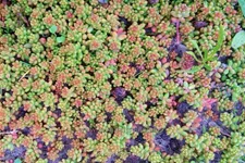 Sedum album