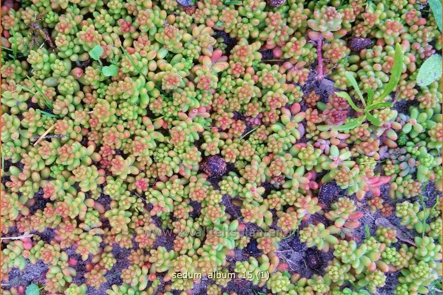 Sedum album