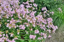 Saponaria officinalis 'Rosea Plena'