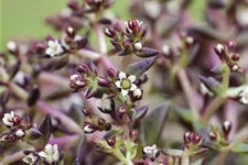 Sedum album