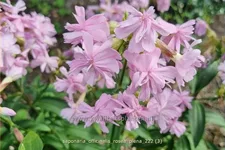 Saponaria officinalis 'Rosea Plena'