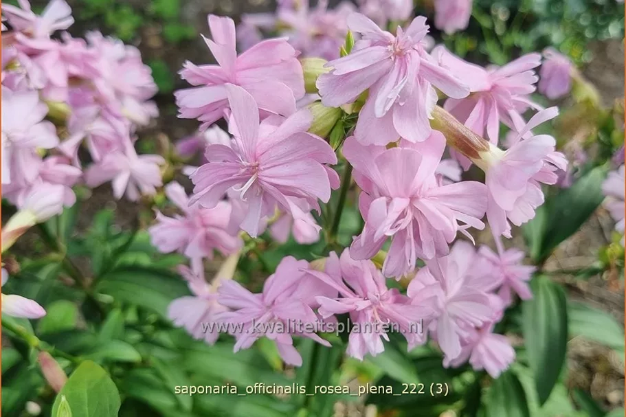 Saponaria officinalis 'Rosea Plena'