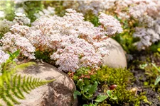 Sedum album