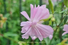 Saponaria officinalis 'Rosea Plena'