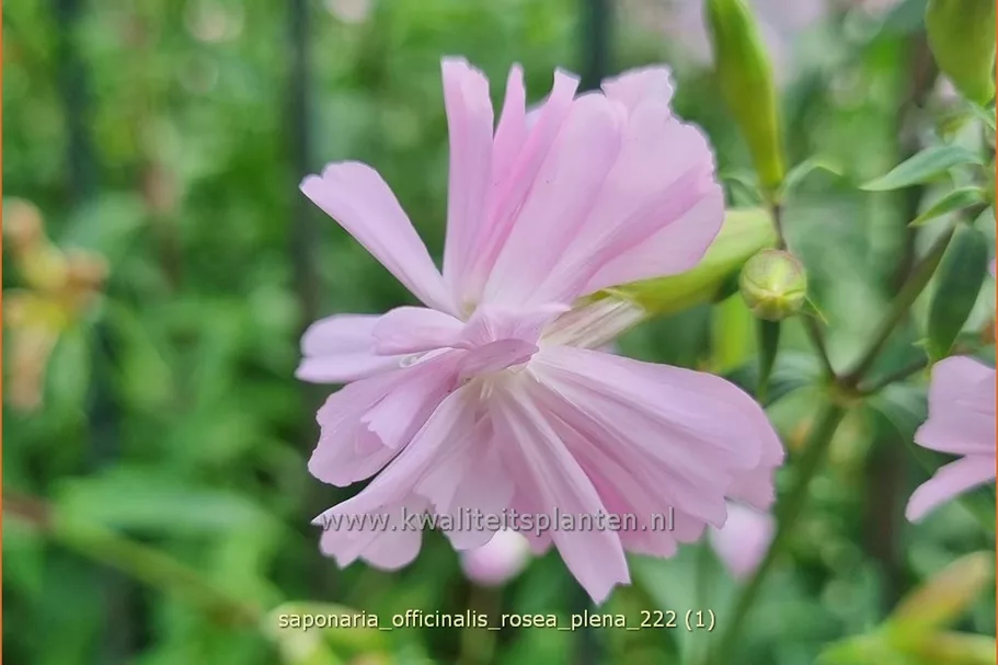 Saponaria officinalis 'Rosea Plena'