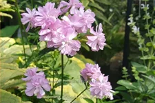 Saponaria officinalis 'Rosea Plena'