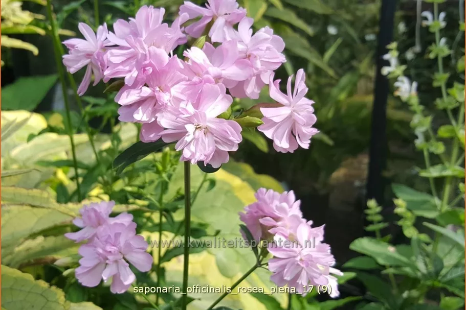 Saponaria officinalis 'Rosea Plena'