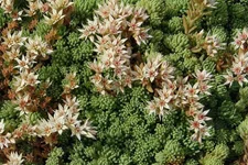 Sedum album