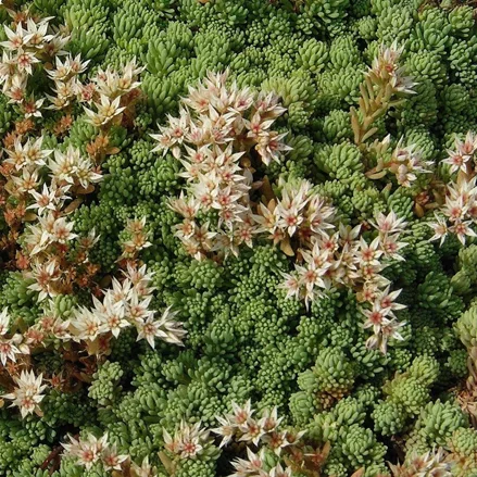Sedum album