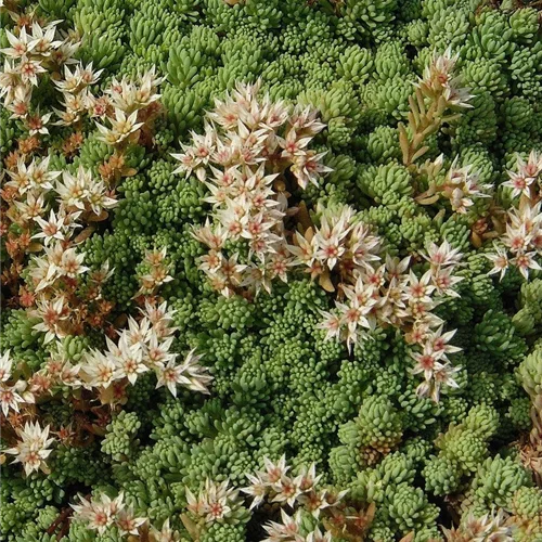 Sedum album