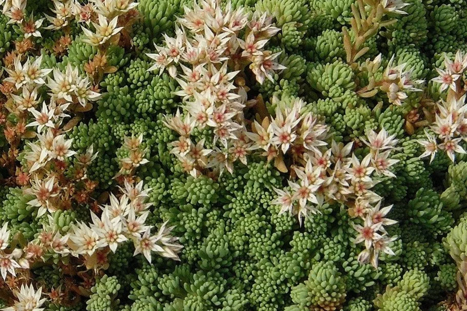 Sedum album