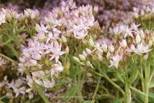 Sedum 'Thundercloud'