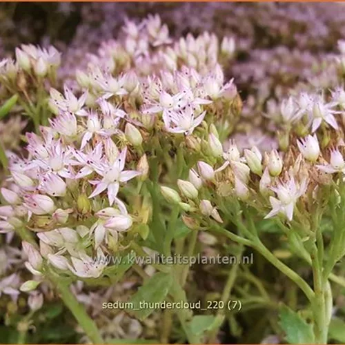 Sedum 'Thundercloud'