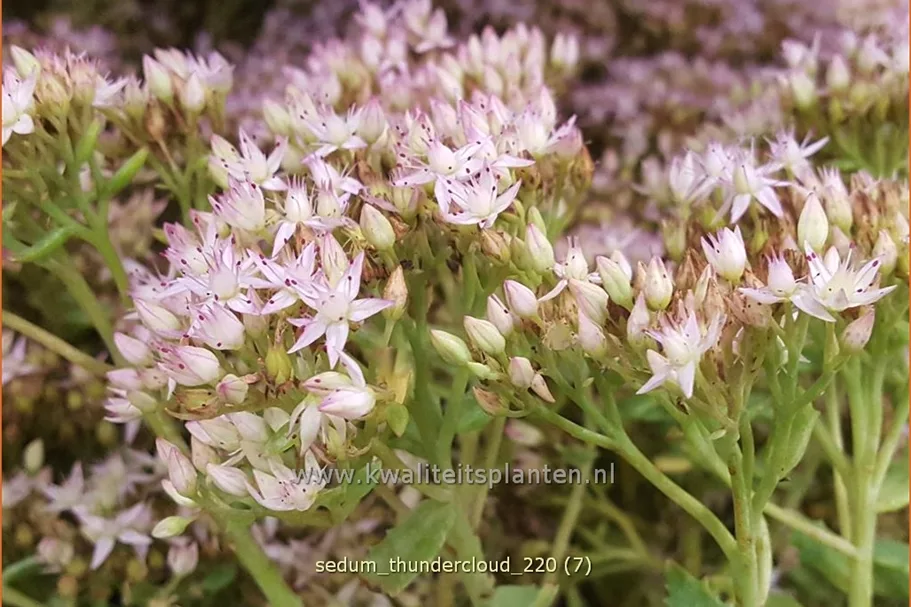 Sedum 'Thundercloud'