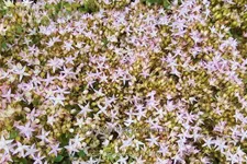 Sedum 'Thundercloud'