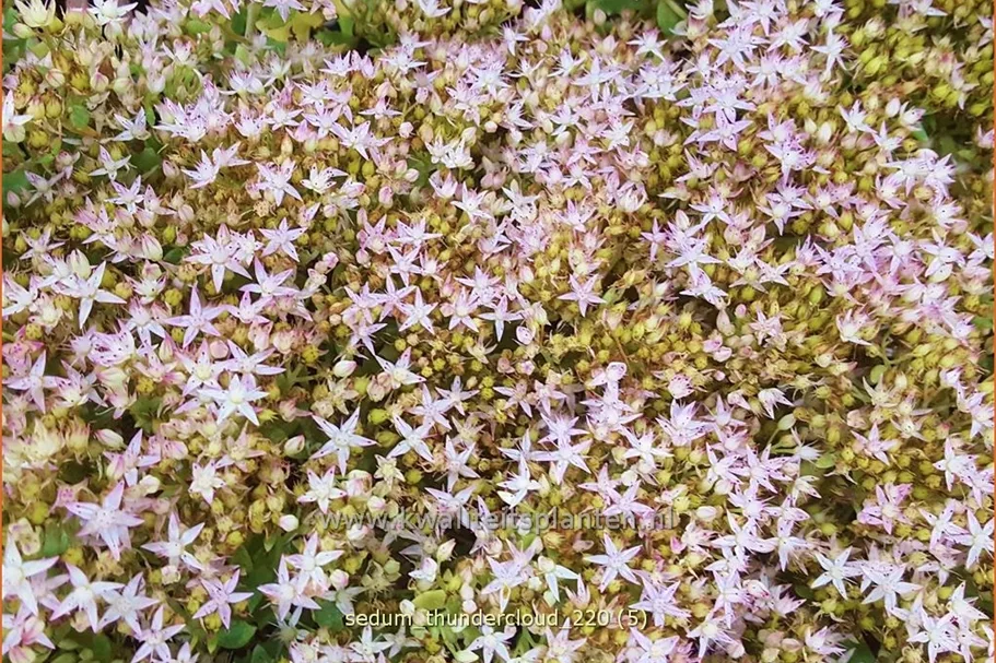 Sedum 'Thundercloud'