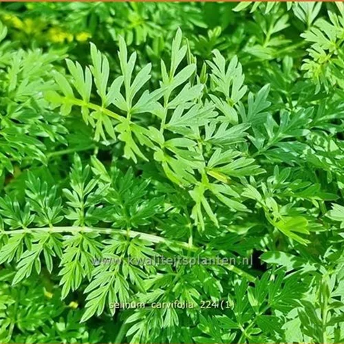 Selinum carvifolia